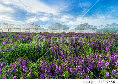 Beautiful Colorful purple and white Angelonia Serena flower (angustifolia) flowers pattern farm blooming in garden air atmosphere bright blue sky of nature background in Kamphaeng Phet, Thailand Beautiful Colorful purple and white Angelonia Serena flower (angustifolia) flowers pattern farm blooming in garden air atmosphere bright blue sky of nature background in Kamphaeng Phet, Thailand 84397456