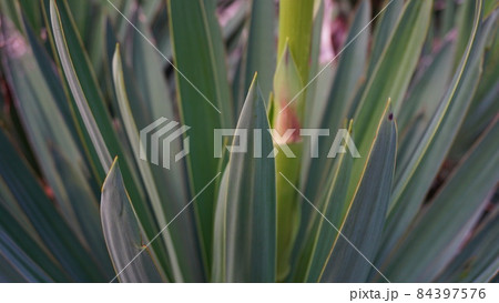 リュウゼツランの葉はトゲトゲ 84397576