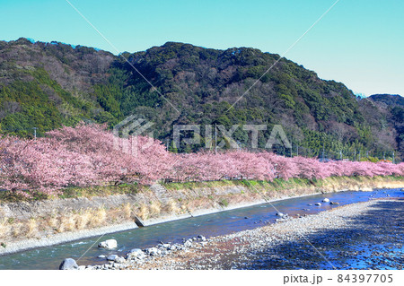 満開の伊豆河津桜並木道 静岡県川津町 満開の伊豆河津桜並木道 静岡県川津町 84397705
