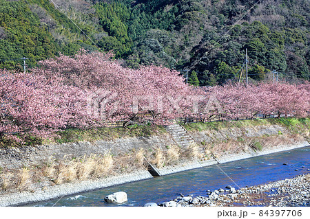 満開の伊豆河津桜並木道　静岡県川津町 84397706