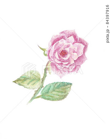 水彩イラスト素材 ピンク色のバラの花一輪のイラスト素材
