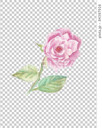 Watercolor illustration material: Pink rose flower 84397916