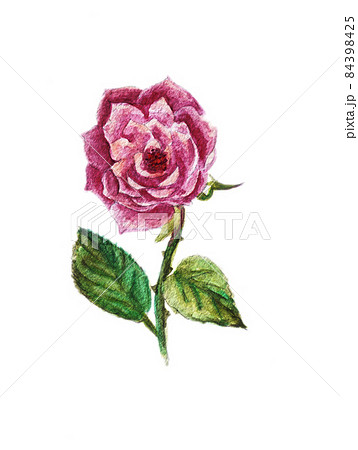 水彩イラスト素材 ピンク色のバラの花一輪 濃い塗りのイラスト素材