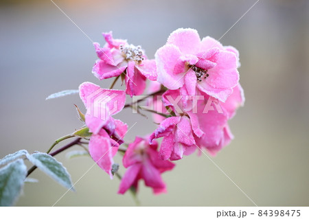 霜薔薇 84398475