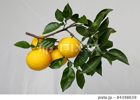 かぼす かぼす 84398639