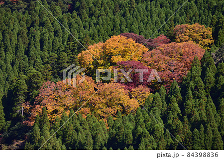 蜂の巣湖の紅葉 84398836