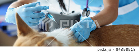 Veterinarian doctor giving injection to dog in clinic 84398918