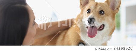 Doctor veterinarian listens to sick dog with stethoscope 84398926