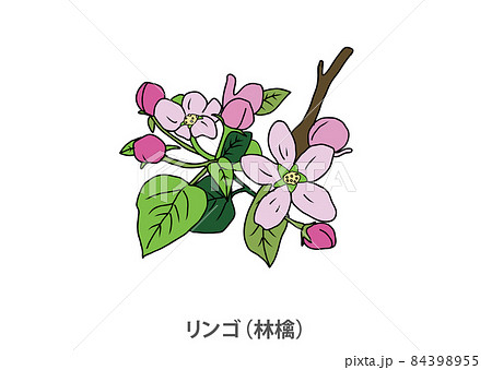 県花 リンゴ 林檎 青森県のイラスト素材