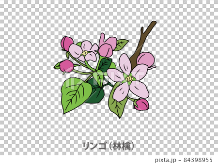 県花】リンゴ（林檎）青森県のイラスト素材 [84398955] - PIXTA
