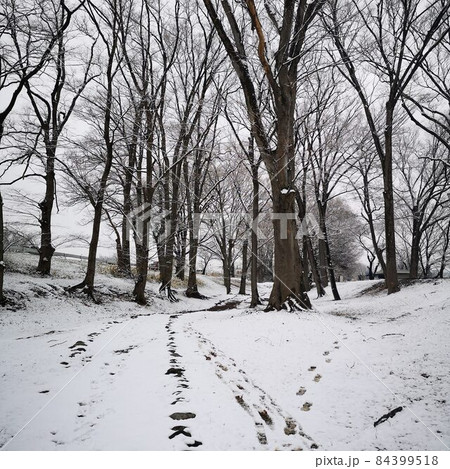 公園　雪景色 84399518