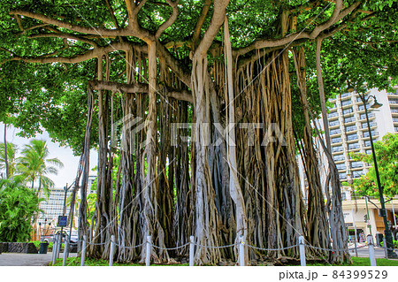 ハワイ　オアフ島　ワイキキビーチ　ガジュマルの木 84399529