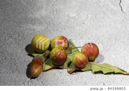 Oak apples on the underside of an oak leaf. painful growth on oak leaves containing tannic acid 84399803