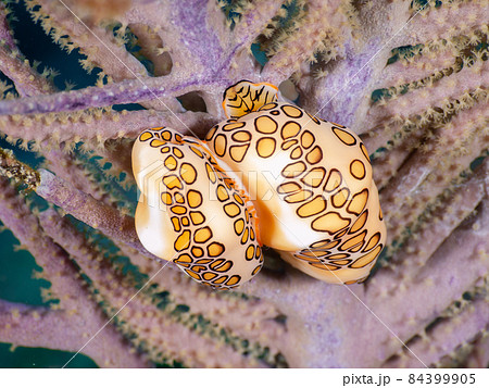 珊瑚(ヤギ)に付着するカフスボタンガイ (グランドケイマン、ケイマン諸島) 珊瑚(ヤギ)に付着するカフスボタンガイ (グランドケイマン、ケイマン諸島) 84399905