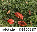 緑の芝生に紅葉した桜の葉の落ち葉が鮮やか 84400987