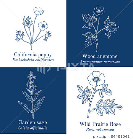 Set of edible and medicinal plants Set of edible and medicinal plants 84401041