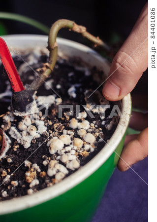 Pot with a flower covered with mold. High humidity in the soil of a home plant. Close-up of white spores of the fungus. Too much water and improper watering of the plants. Pieces of mold and mildew Pot with a flower covered with mold. High humidity in the soil of a home plant. Close-up of white spores of the fungus. Too much water and improper watering of the plants. Pieces of mold and mildew 84401086