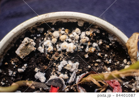 Pot with a flower covered with mold. High humidity in the soil of a home plant. Close-up of white spores of the fungus. Too much water and improper watering of the plants. Pieces of mold and mildew Pot with a flower covered with mold. High humidity in the soil of a home plant. Close-up of white spores of the fungus. Too much water and improper watering of the plants. Pieces of mold and mildew 84401087