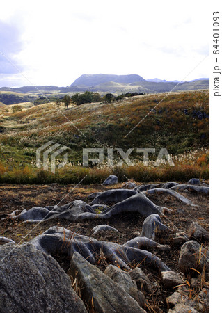 秋の「平尾台」ススキの穂と石灰岩におおわれたカルスト台地の景観 84401093