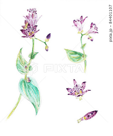 水彩イラスト素材：濃い紫色の斑点が特徴である杜鵑草（ホトトギス）の花 84401107