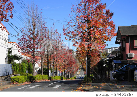 11月 多摩523モミジバフウの紅葉・永山五丁目 11月 多摩523モミジバフウの紅葉・永山五丁目 84401867