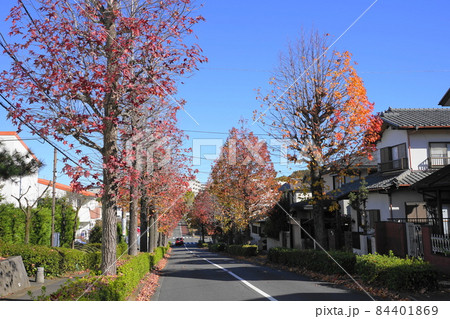 11月 多摩522モミジバフウの紅葉・永山五丁目 11月 多摩522モミジバフウの紅葉・永山五丁目 84401869