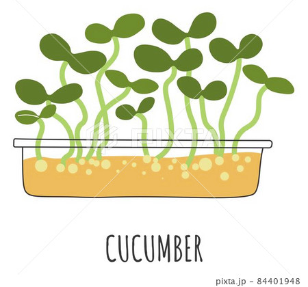 Cucumber microgreen leaves and plant stems vector Cucumber microgreen leaves and plant stems vector 84401948
