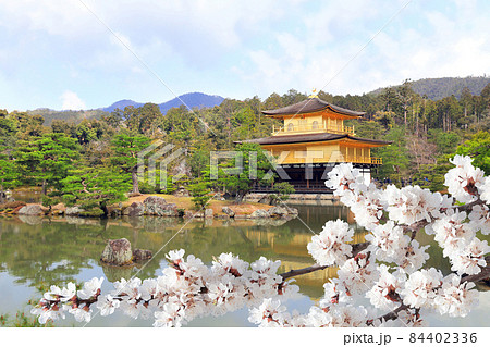 Golden Pavilion (Kinkaku-ji Temple) and blooming sakura, Rokuon-ji complex, Kyoto, Japan 84402336