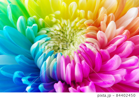虹色の花の写真素材 [84402450] - PIXTA