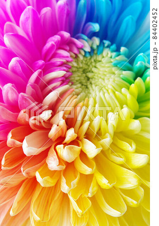 虹色の花の写真素材