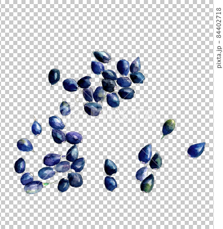 Coix seeds [Watercolor illustration] Material White background Transparent background Copy space available 84402718