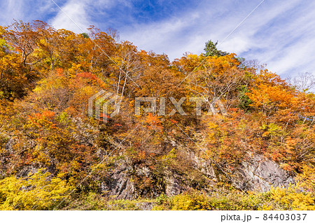 (群馬県)谷川岳 一ノ倉沢・遊歩道の紅葉 (群馬県)谷川岳 一ノ倉沢・遊歩道の紅葉 84403037