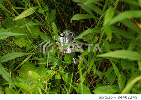 Metallic color creepy plastic hockey mask lays on ground between grass 84403245