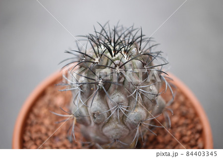 サボテン グリセオビオラセア 栗星玉 コピアポア サボテン グリセオビオラセア 栗星玉 コピアポア 84403345