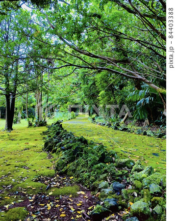 苔のある風景 84403388