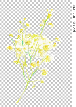 水彩イラスト素材：オンシジウム（オンシジューム）　黄色い花 84403905