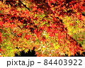 日本庭園　ライトアップされた夜の紅葉のグラデーション 84403922