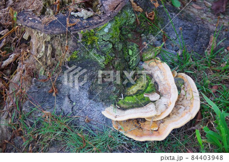 切り株に生えたサルノコシカケ 84403948
