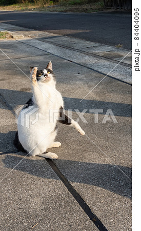 猫パンチ 84404096