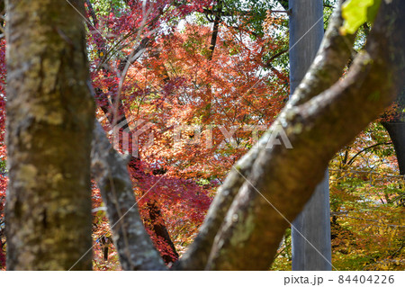 秋の紅葉が美しい菊池神社と菊池公園の風景 秋の紅葉が美しい菊池神社と菊池公園の風景 84404226