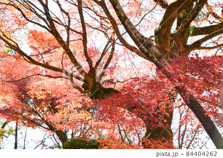 秋の紅葉が美しい菊池神社と菊池公園の風景 秋の紅葉が美しい菊池神社と菊池公園の風景 84404262