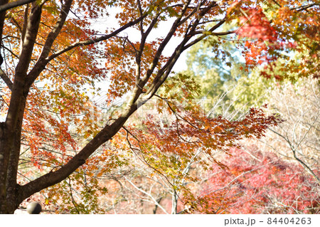秋の紅葉が美しい菊池神社と菊池公園の風景 秋の紅葉が美しい菊池神社と菊池公園の風景 84404263
