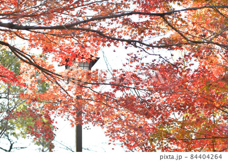 秋の紅葉が美しい菊池神社と菊池公園の風景 秋の紅葉が美しい菊池神社と菊池公園の風景 84404264