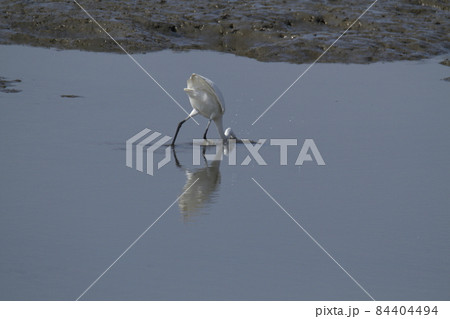 荒尾市 大島漁港 ダイサギ、 荒尾市 大島漁港 ダイサギ、 84404494