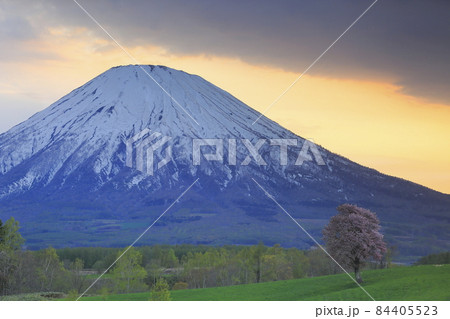 北海道京極町大富に在る望羊の丘の一本桜と羊蹄山 84405523