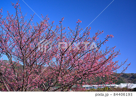 静岡県伊豆市土肥の早咲き土肥桜 静岡県伊豆市土肥の早咲き土肥桜 84406193