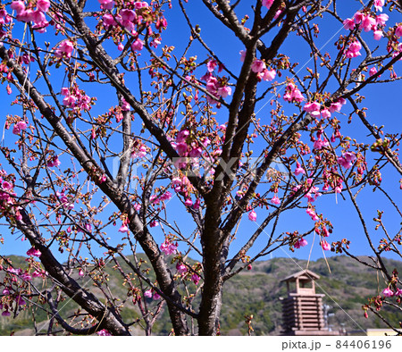 静岡県伊豆市土肥の早咲き土肥桜 静岡県伊豆市土肥の早咲き土肥桜 84406196