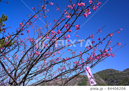 静岡県伊豆市土肥の早咲き土肥桜 静岡県伊豆市土肥の早咲き土肥桜 84406206