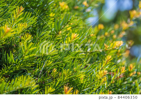 Dense foliage of juniper, Juniperus with blurred background 84406350