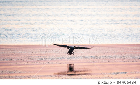 Black Cormorant flying over the sea in beautiful pink sunset. The great cormorant, Phalacrocorax carbo 84406434